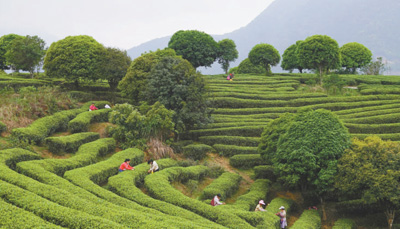 廣西昭平發(fā)展茶葉規(guī)模種植、提升科技含量、推動(dòng)茶旅融合 一片葉子帶富一方百姓