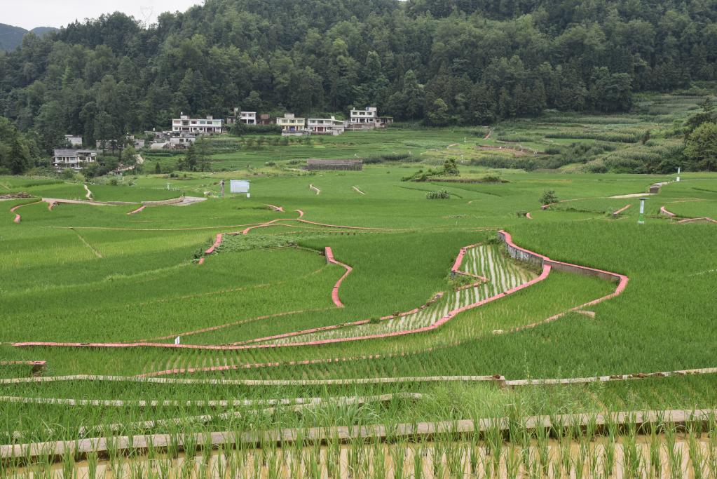 貴州：特色生態(tài)農業(yè)助力鄉(xiāng)村振興邁向“綠富美”