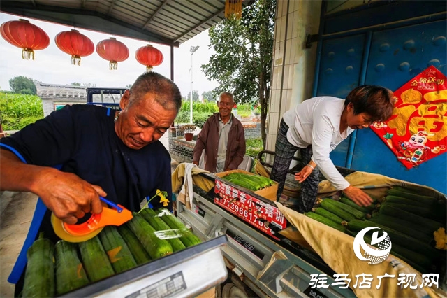 駐馬店市驛城區(qū)：絲瓜經(jīng)濟(jì)好“錢(qián)景”