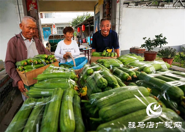 駐馬店市驛城區(qū)：絲瓜經(jīng)濟(jì)好“錢(qián)景”