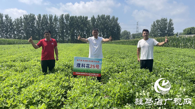 驛城區(qū)順河街道辦100多畝高油酸花生豐收在望