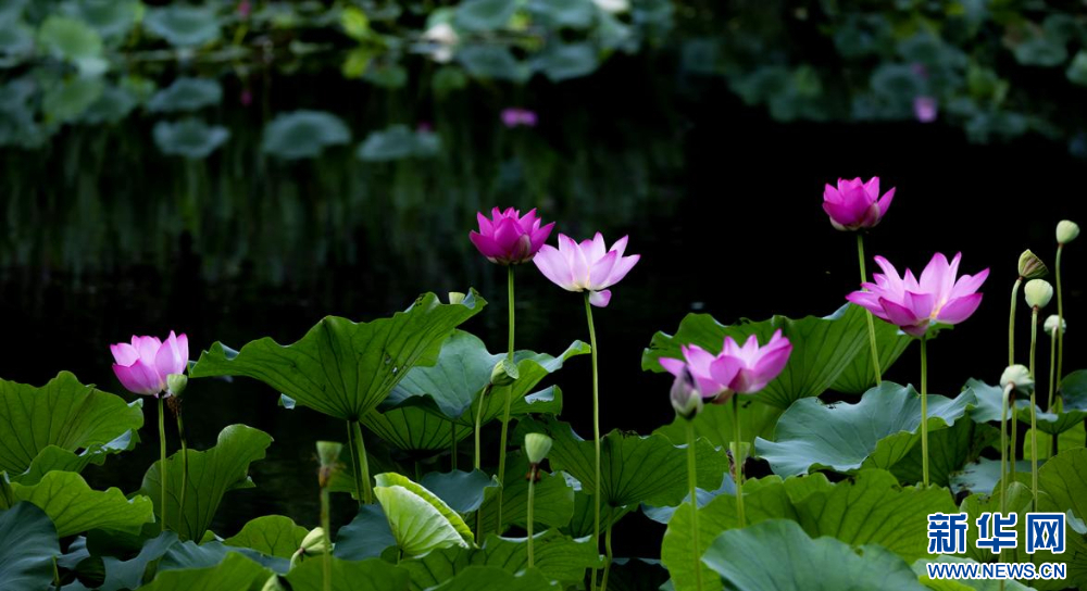 聽風(fēng)賞荷正當(dāng)時(shí) 盛夏荷塘美如畫