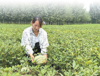 央媒觀豫 | 記者跟訪河南開封瓜農(nóng)一整天—— 隨魯小國賣瓜