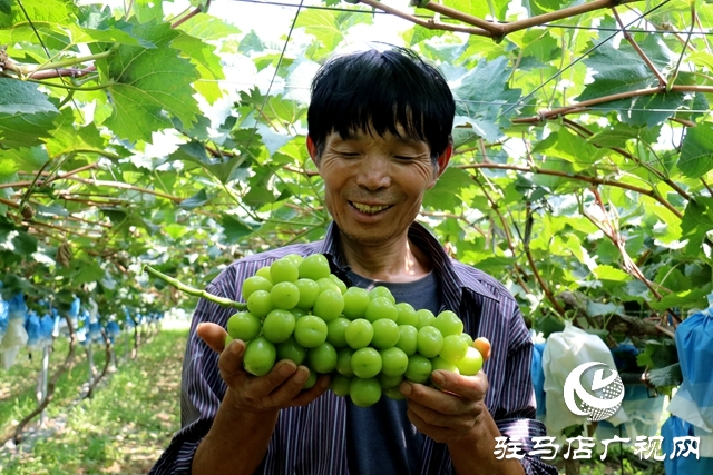 泌陽縣春水鎮(zhèn)鄧灣村：葡萄掛滿藤 “葡”寫致富曲