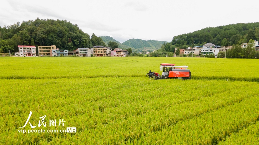 貴州岑鞏：制種水稻收割忙