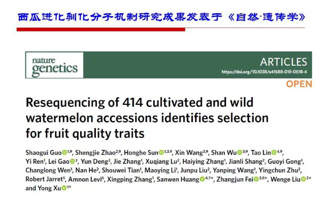 破解“甜蜜”密碼確定中國西瓜的世界地位