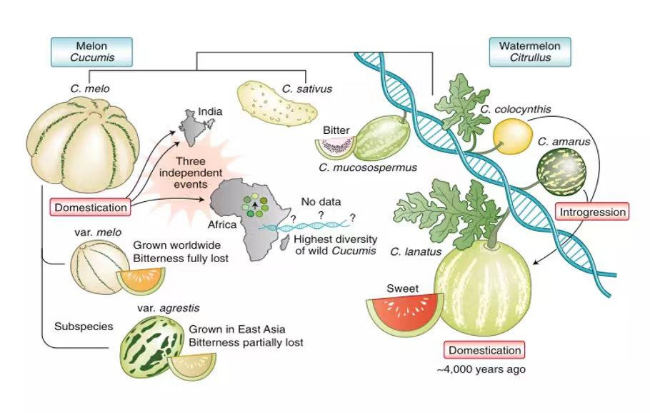 破解“甜蜜”密碼確定中國西瓜的世界地位