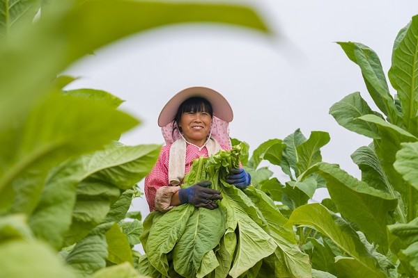 中原“豐”味丨河南各地秋收圖景搶“鮮”上市！這些成語藏在其中