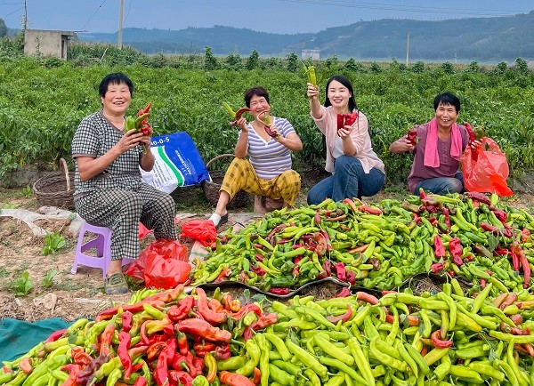 中原“豐”味丨河南各地秋收圖景搶“鮮”上市！這些成語藏在其中