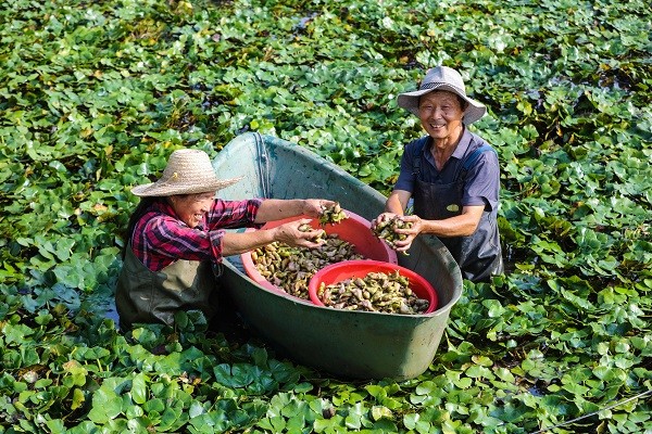 中原“豐”味丨河南各地秋收圖景搶“鮮”上市！這些成語藏在其中