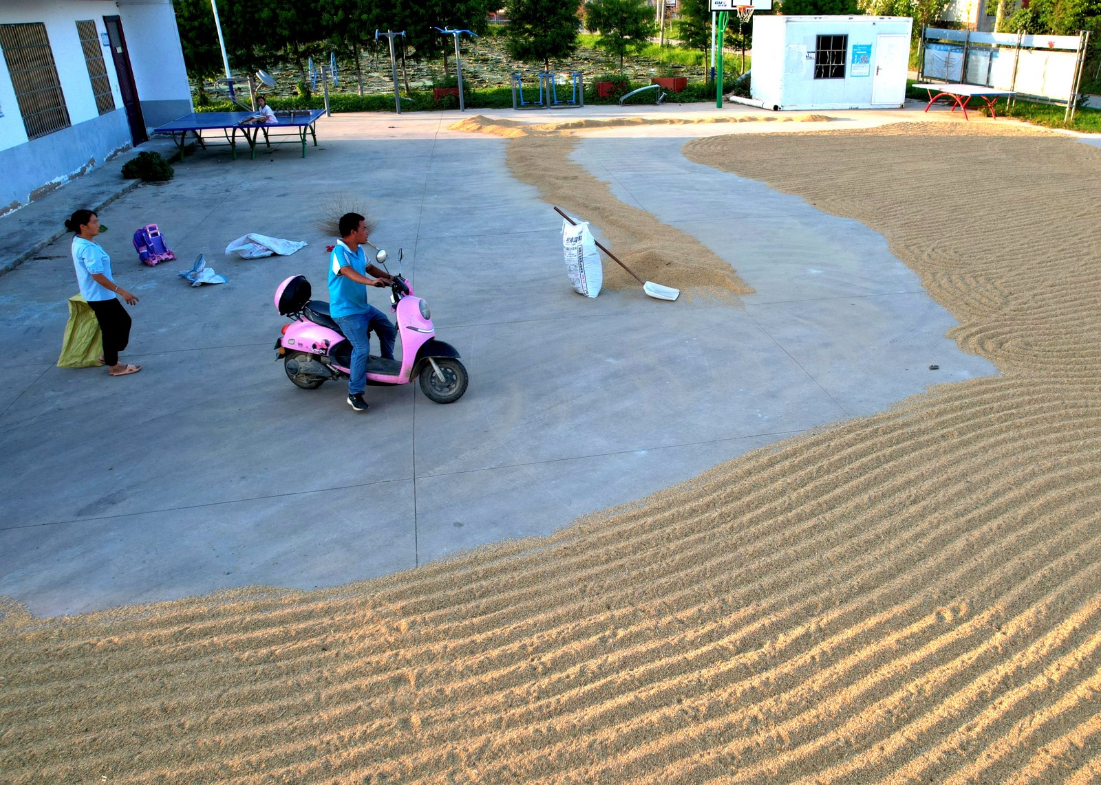 中原“豐”味丨稻谷飄香 信陽(yáng)市淮濱縣60萬(wàn)畝水稻迎來(lái)秋收