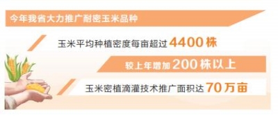 新時(shí)代 新征程 新偉業(yè)·豫見(jiàn)“三秋”丨玉米密植高產(chǎn)技術(shù)高在哪兒