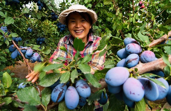 稻花香里說豐年丨豫哈“豐”景 平分秋色