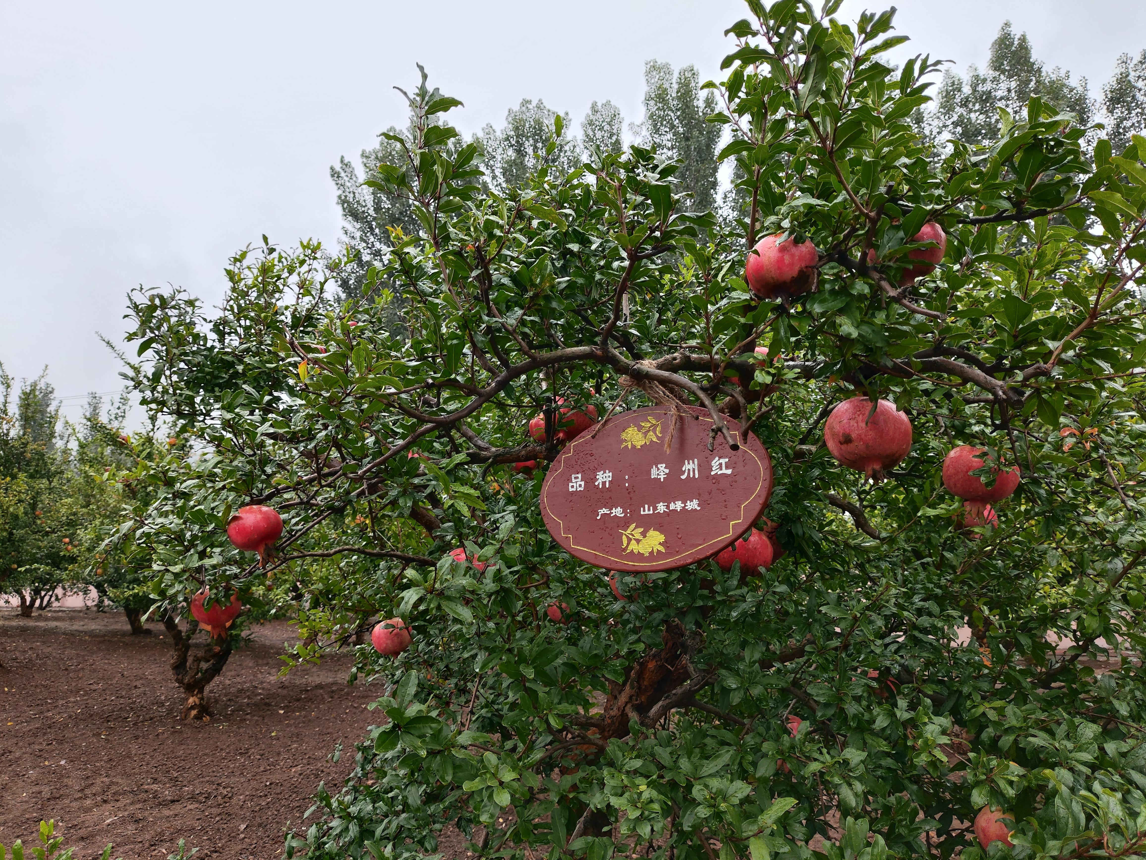 鑒往知來(lái)，跟著總書(shū)記學(xué)歷史丨千年石榴園 振興新畫(huà)卷