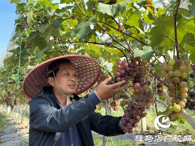 駐馬店市驛城區(qū)水屯鎮(zhèn)：滿園葡萄香 節(jié)前采摘忙