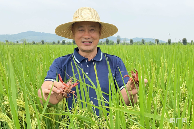 稻在水中長 魚繞稻間游