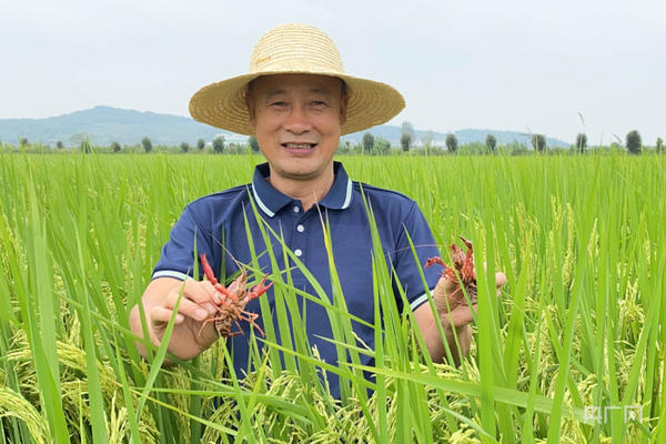 稻在水中長(zhǎng) 魚(yú)繞稻間游