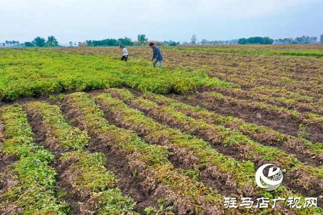 正陽：趁天搶時秋收忙