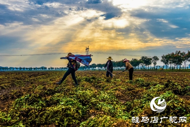 正陽(yáng)：趁天搶時(shí)秋收忙