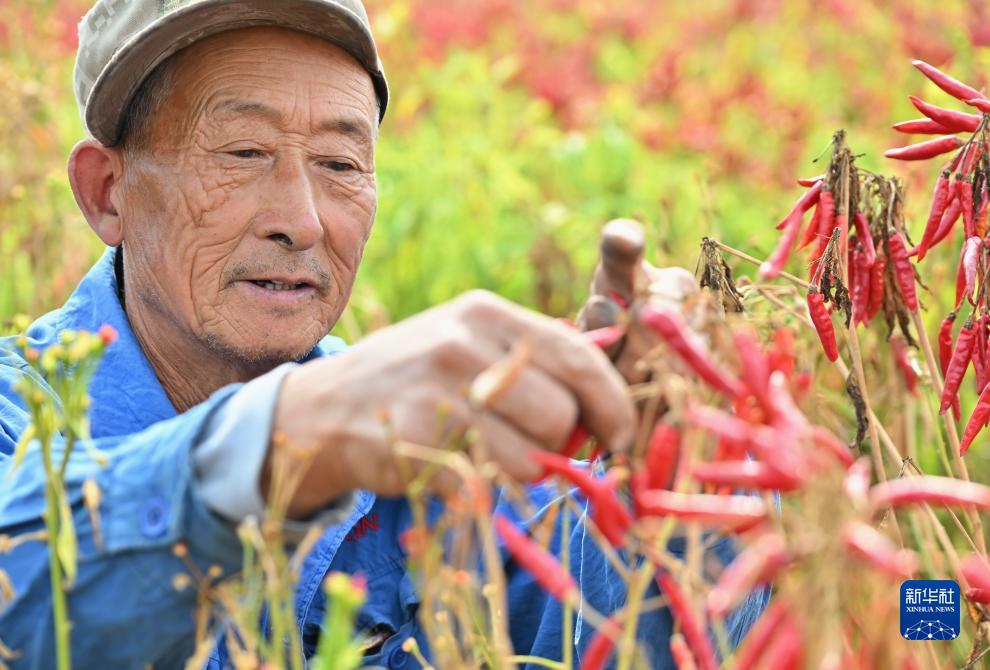 河北灤州辣椒豐收