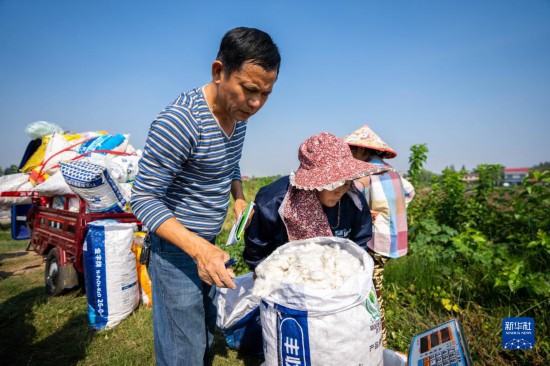 湖南南縣：棉花喜豐收