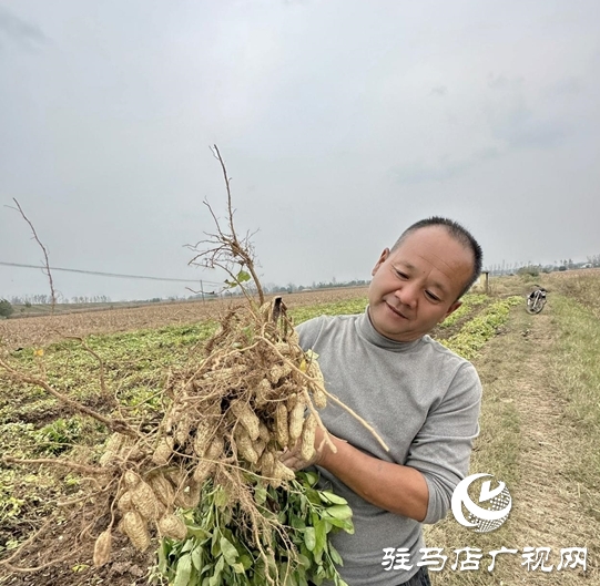 汝南：雁亭農(nóng)人——“四籽紅美人”新品上市！