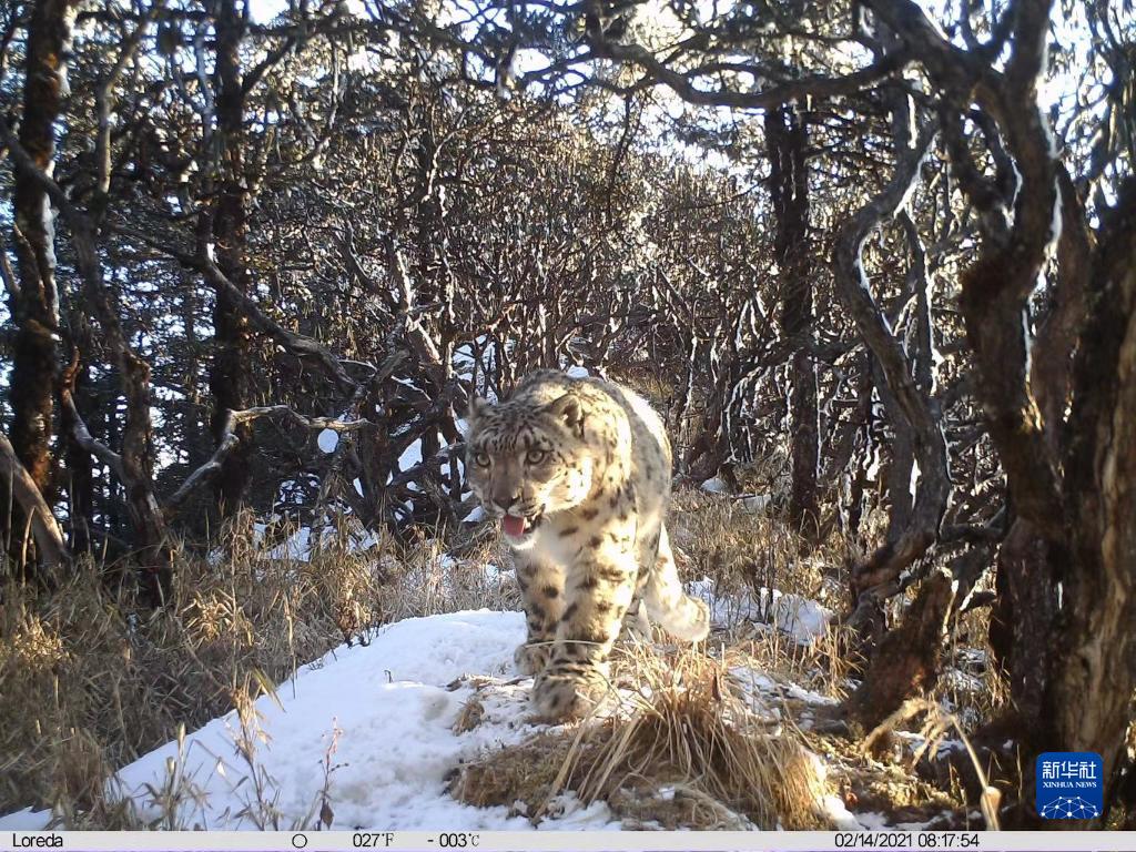 大熊貓國家公園臥龍片區(qū)雪豹種群數(shù)量超46只