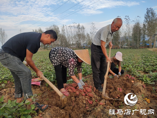 泌陽(yáng)縣：紅薯種植帶來(lái)助農(nóng)增收“新”薯光