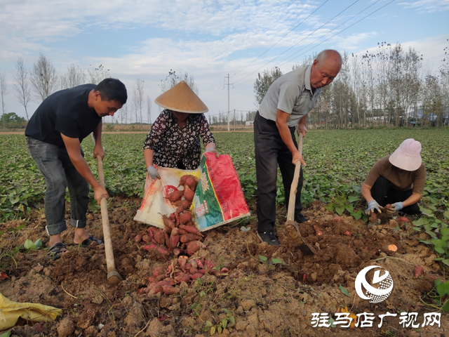 泌陽(yáng)縣：紅薯種植帶來(lái)助農(nóng)增收“新”薯光