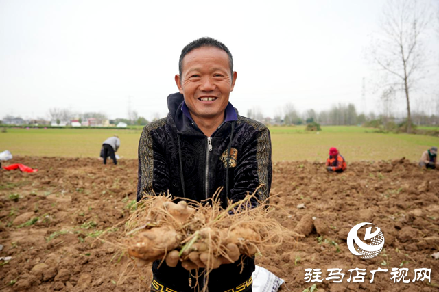 平輿縣：借力“中國藥谷”建設(shè) 發(fā)展藥材種植產(chǎn)業(yè)