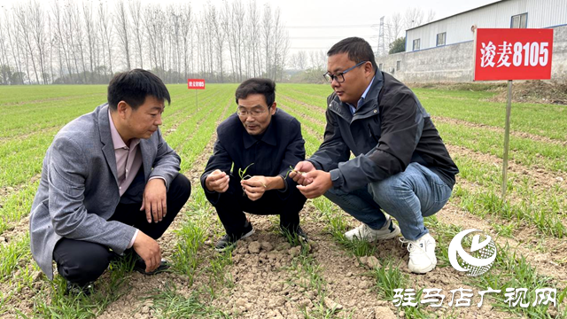 專家田間來指導 種糧大戶有底氣