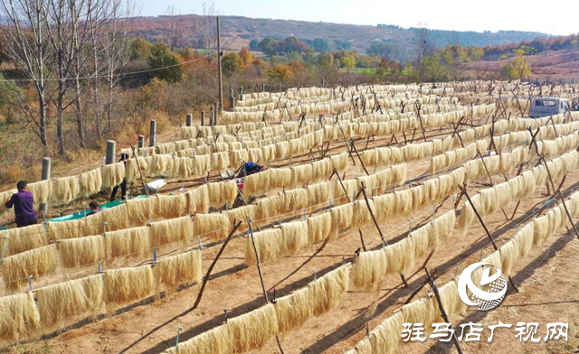 駐馬店驛城區(qū)：“紅薯經(jīng)濟(jì)”拓寬村民致富路