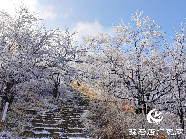 【組圖】駐馬店金頂山：漫山玉樹瓊枝如夢(mèng)如畫