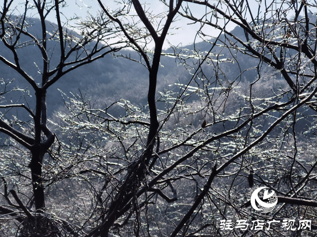 【組圖】駐馬店金頂山：漫山玉樹瓊枝如夢(mèng)如畫