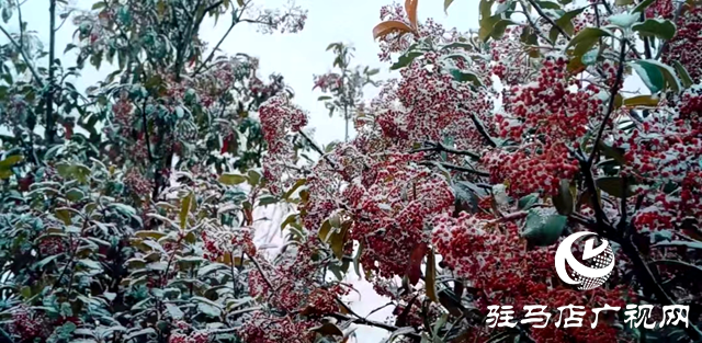 新蔡縣：“五湖四帶”披銀裝 雪中風景美如畫