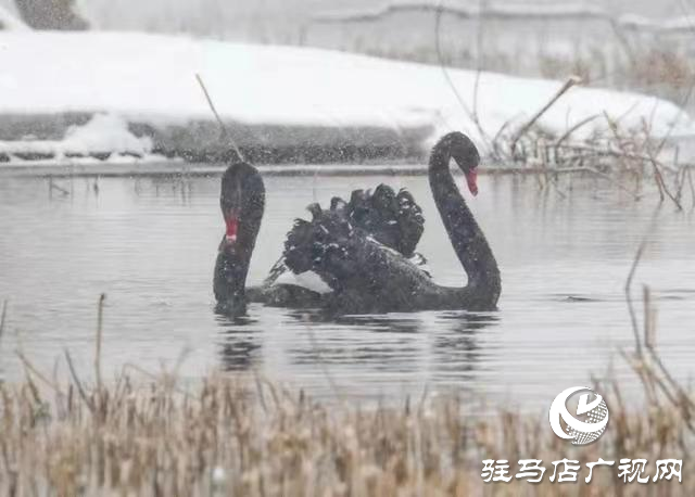 新蔡縣：“五湖四帶”披銀裝 雪中風景美如畫