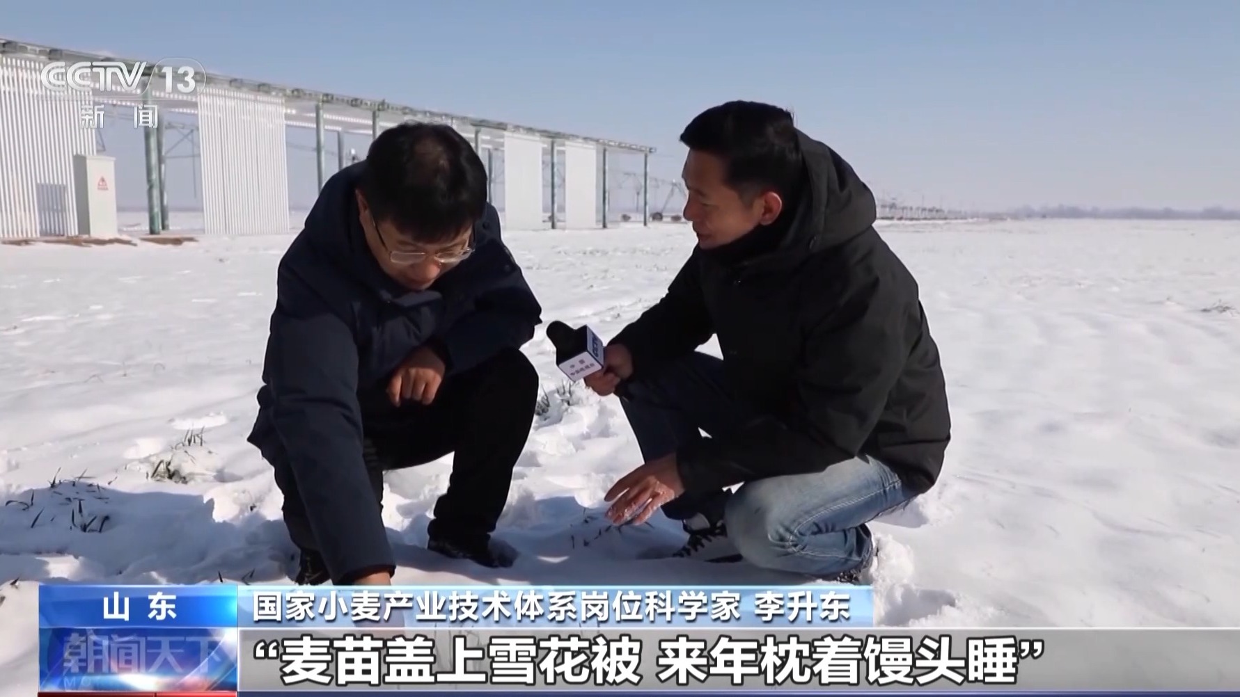 麥苗蓋上了“雪花被” 小麥過冬開啟“防寒保暖”模式