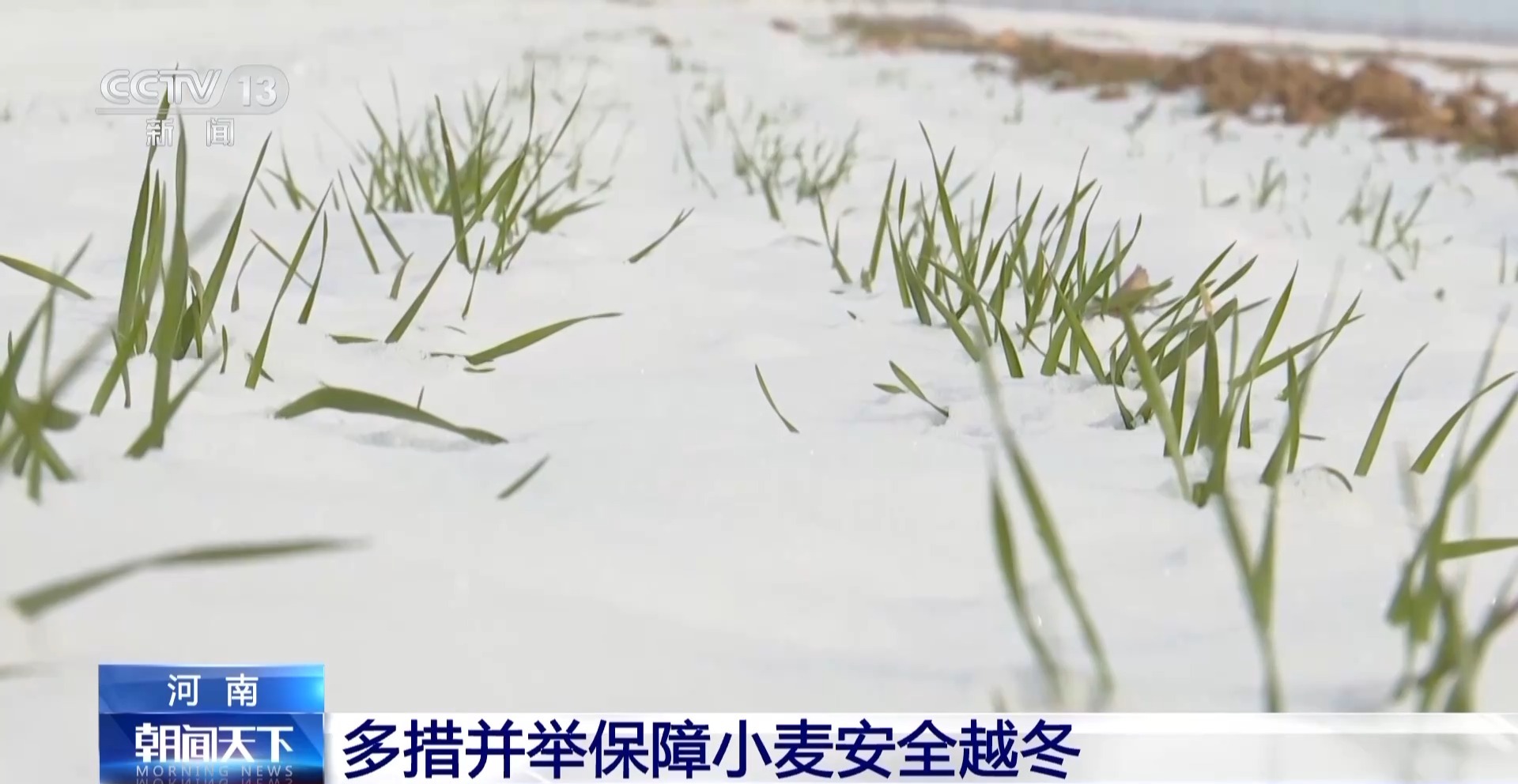 降雪降溫天氣小麥如何安全越冬？辦法來了