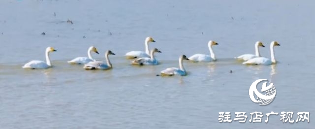 汝南宿鴨湖水鳥的天堂