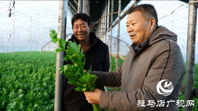 專家支招寒潮前設施蔬菜管理