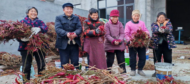 平輿縣廟灣鎮(zhèn)趙莊村：火紅的小辣椒“映紅”村民致富路辣出幸福味