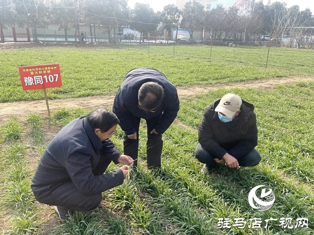  氣溫回升 農(nóng)業(yè)專家指導越冬期示范田冬小麥田間管理