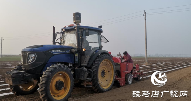 遂平縣機(jī)械化種植助力馬鈴薯增產(chǎn)增效