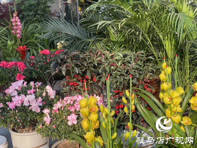 平輿縣：花卉綠植成為市民必備的年貨之一