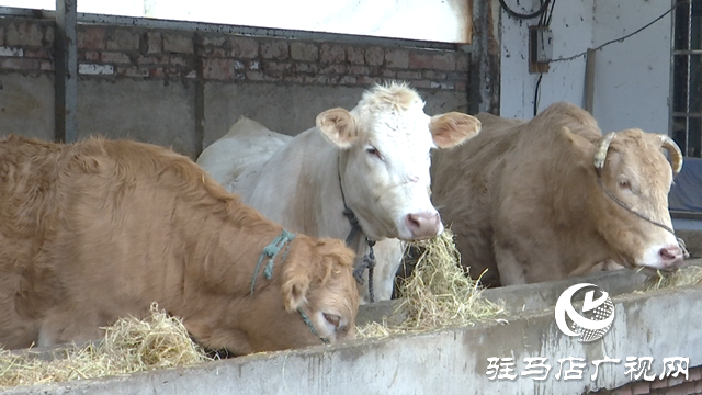 正陽縣銅鐘鎮(zhèn)閆莊村：肉牛養(yǎng)殖連片發(fā)展 致富道路越走越寬