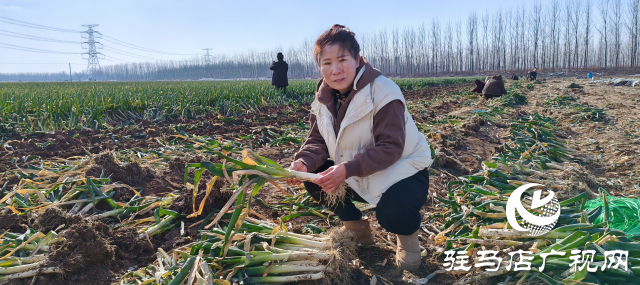 平輿縣陽城鎮(zhèn)洪山廟村委：小鋼蔥大產(chǎn)業(yè)成農(nóng)民致富“綠色銀行”