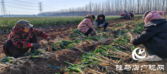 平輿縣陽城鎮(zhèn)洪山廟村委：小鋼蔥大產(chǎn)業(yè)成農(nóng)民致富“綠色銀行”