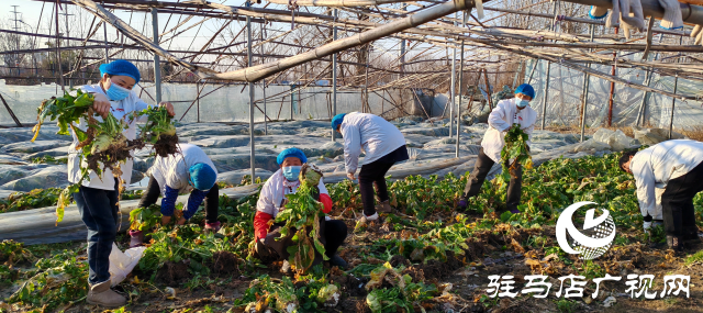 平輿縣：金疙瘩銀疙瘩不如的“辣疙瘩” 芥菜成為村民增收的“致富菜”