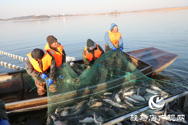 泌陽縣：魚躍人歡冬捕忙 喜迎新春好“豐”景