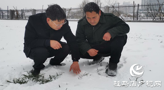 專家提醒：強降雪對小麥生長有利 但謹防凍害發(fā)生